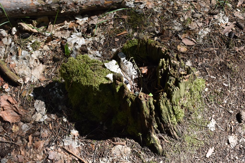 This is a photo from Devil's Hill. It's not informative or illustrative. It links to Devil's Hill.